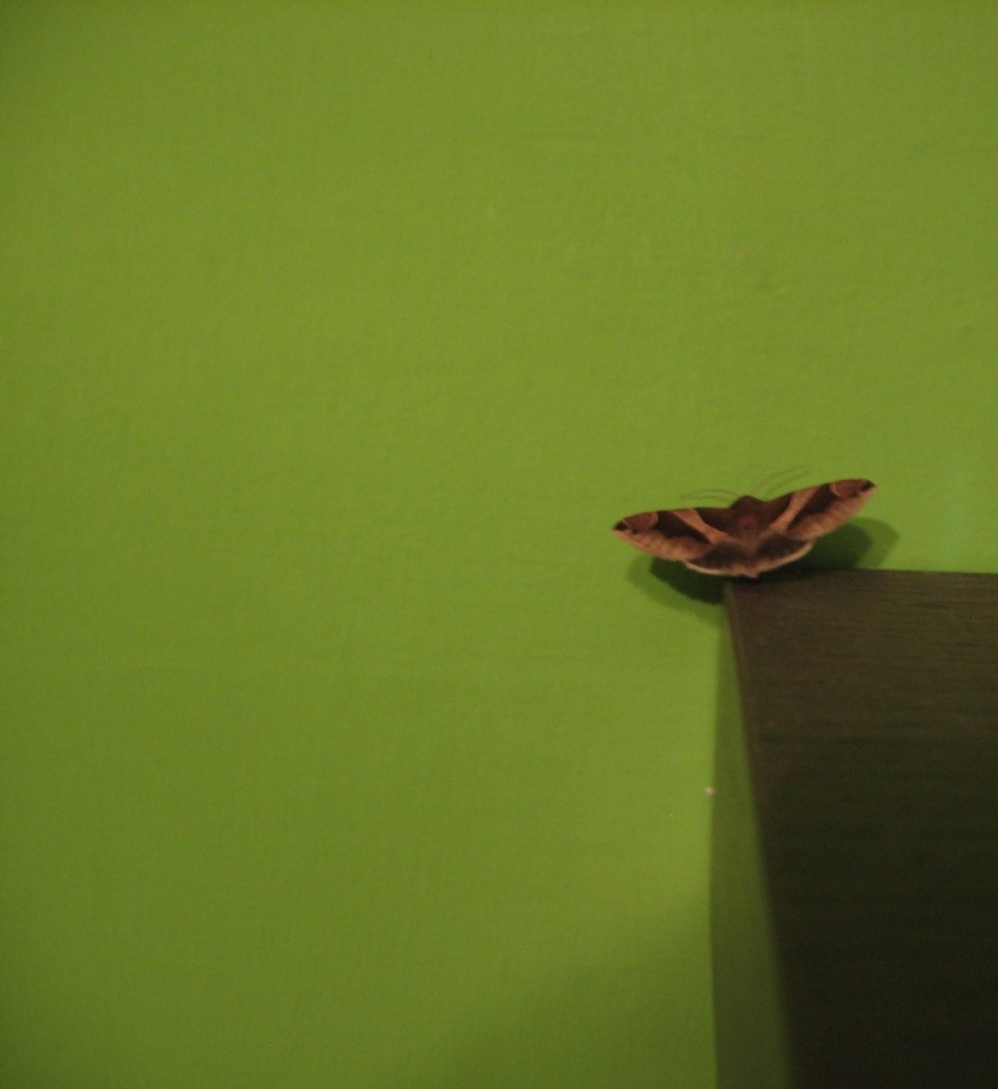 Lepidottero notturno da identificare!!!